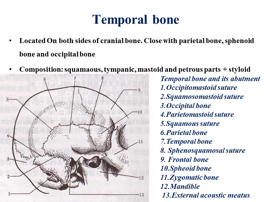 耳鼻咽喉科学英文版ppt课件 clinical anatomy physiology of the ear.ppt_第3页