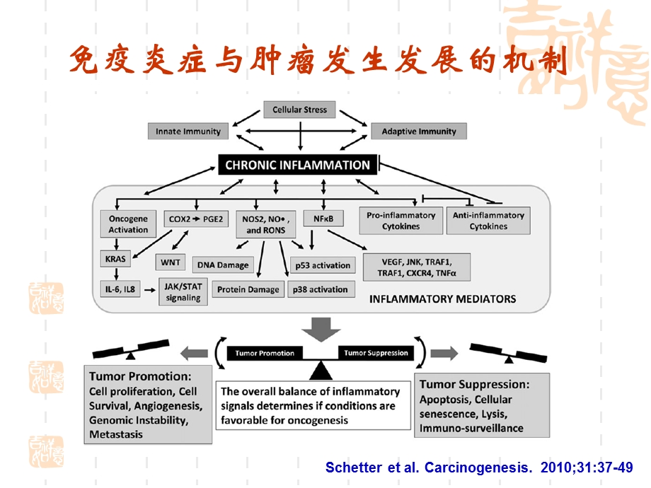 免疫炎症相关基因多态性与课件ppt.ppt_第2页