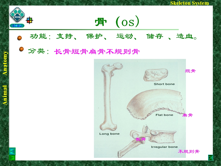 兽医组织胚胎学--骨骼系统课件.ppt_第3页