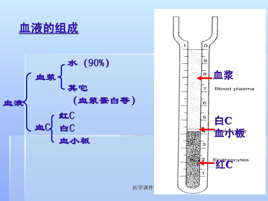 组织胚胎学——血液临本 PPT课程软件课件.ppt_第2页