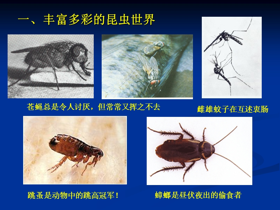 第一章--昆虫的外部形态上课讲义课件.ppt_第2页