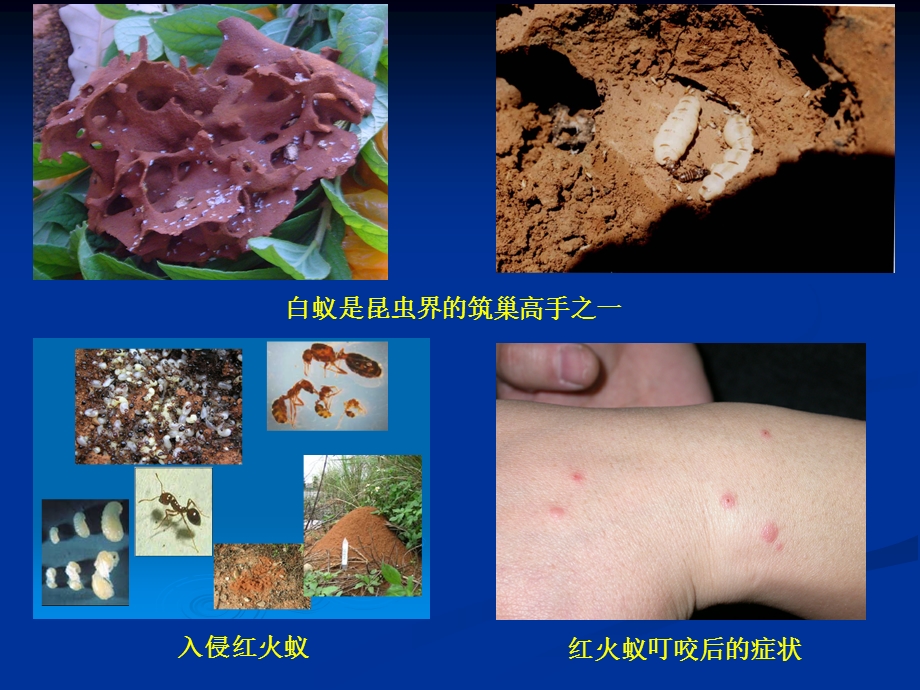 第一章--昆虫的外部形态上课讲义课件.ppt_第3页