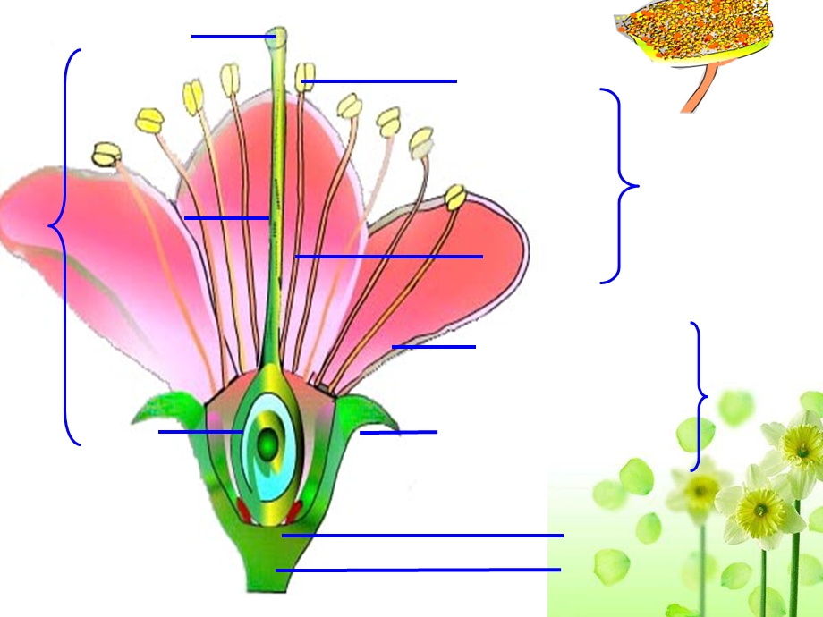 花的结构和类型济南版课件.ppt_第3页