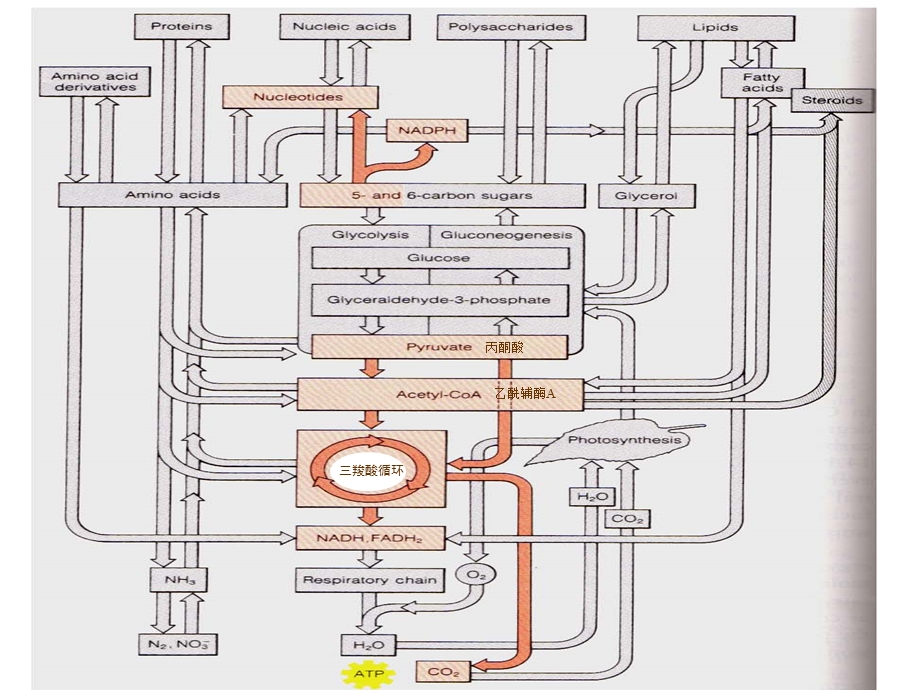 第23章三羧酸循环名师编辑课件.ppt_第2页