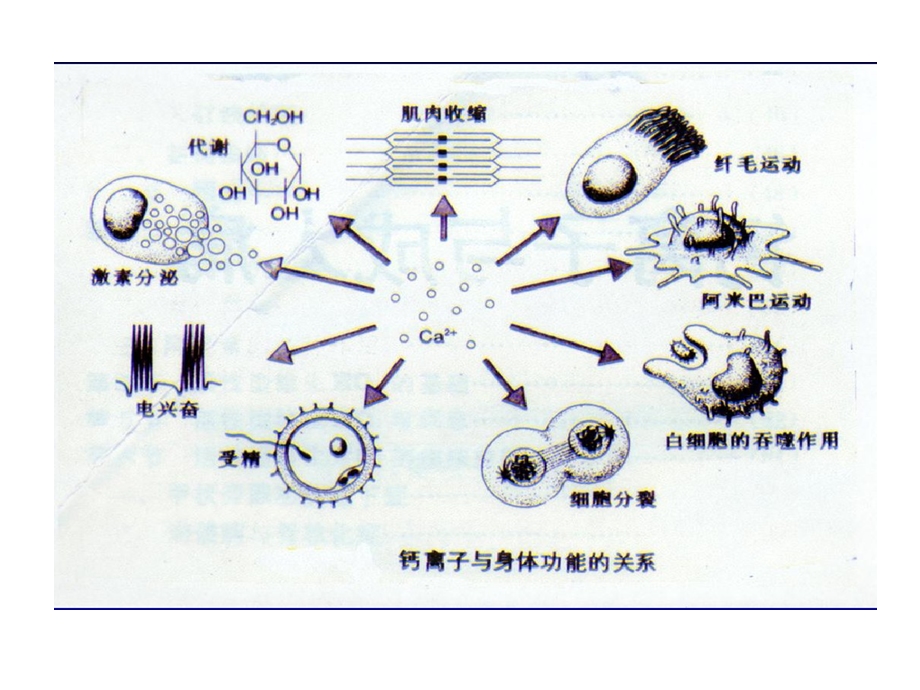 钙和骨质疏松症课件.ppt_第3页