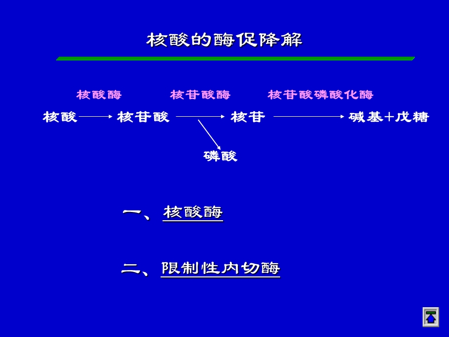 第八章核酸酶促降解及核苷酸代谢课件.ppt_第2页