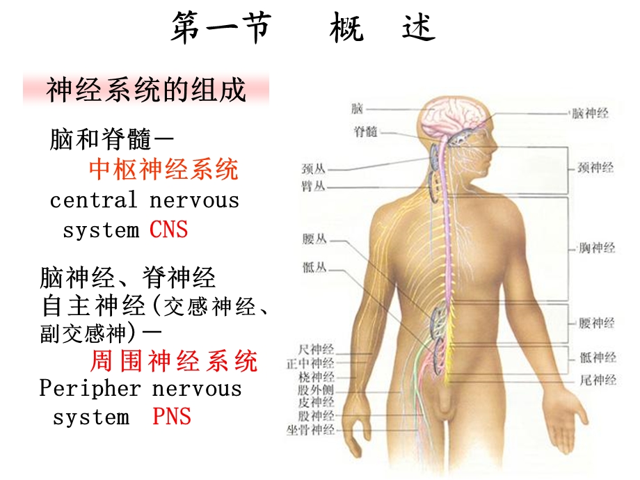 第12章神经系统课件.ppt_第2页