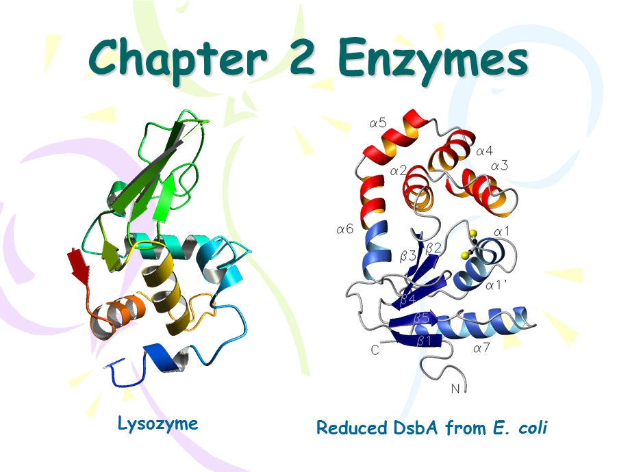 生物反应工程：chap2_enzyme_1-课件.ppt_第1页