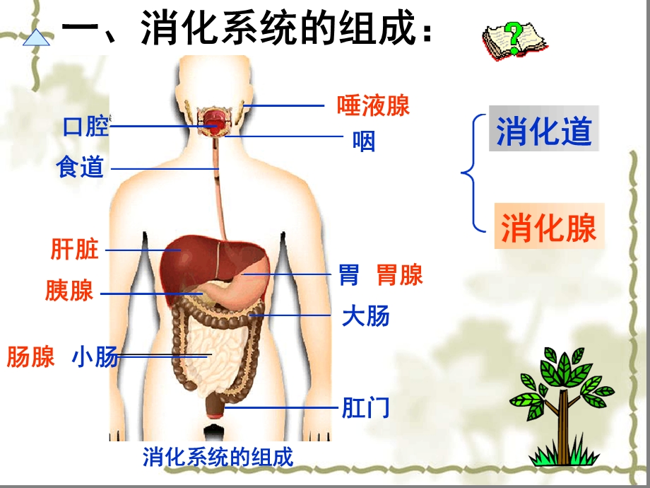 第二节食物的消化1、食物在口腔中的消化我课件.ppt_第2页