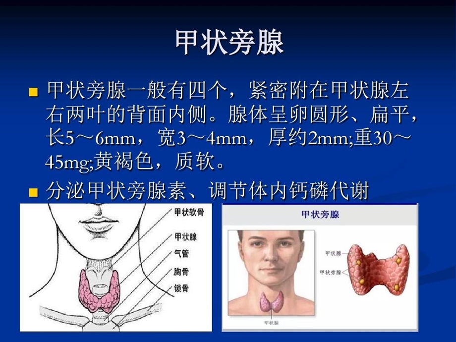 甲旁亢与高钙危象课件.ppt_第2页