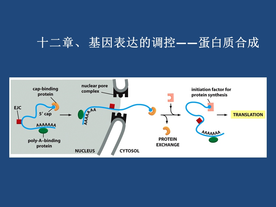 生物化学翻译.ppt_第1页