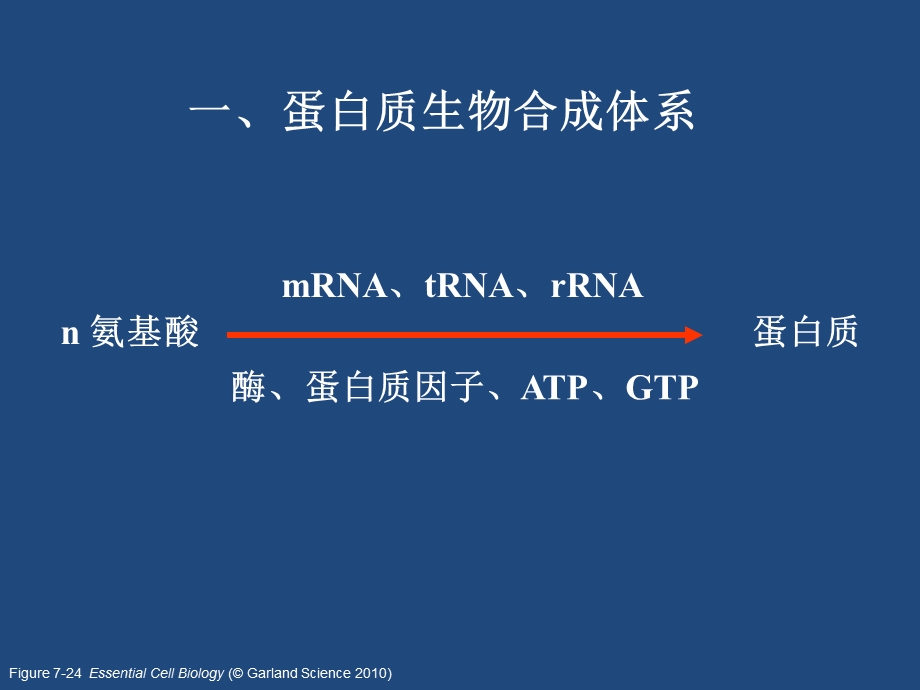 生物化学翻译.ppt_第3页