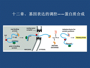 生物化学翻译.ppt