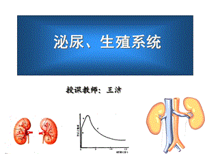 核医学ppt课件-12.泌尿系统(包含肾图部分).ppt