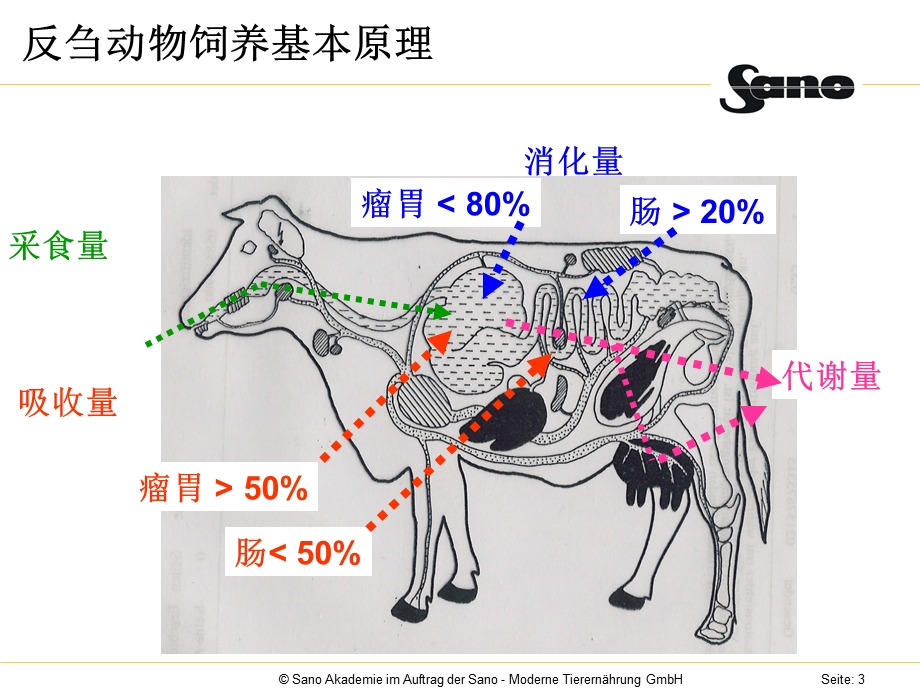 牛的消化理论课件.pptx_第3页