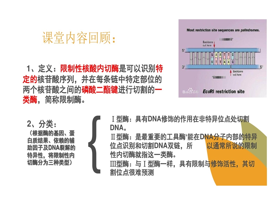 限制性核酸内切酶切割原理的方法的结果分析及的应用课件.ppt_第2页