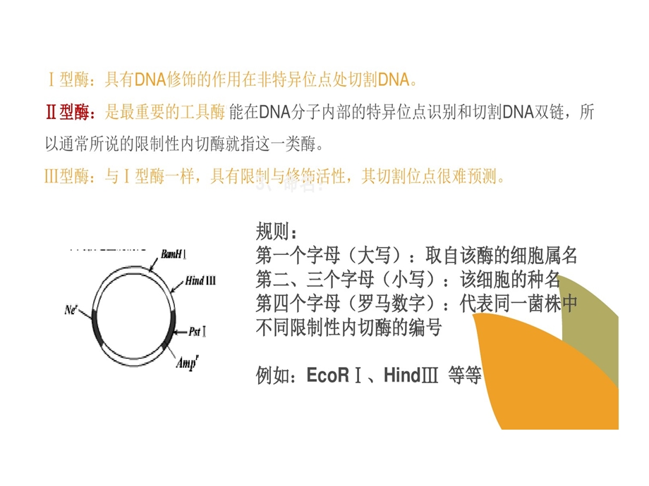 限制性核酸内切酶切割原理的方法的结果分析及的应用课件.ppt_第3页