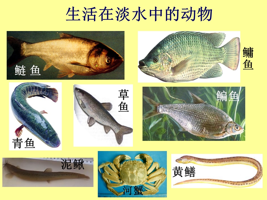 不同环境中的动物课件.ppt_第3页