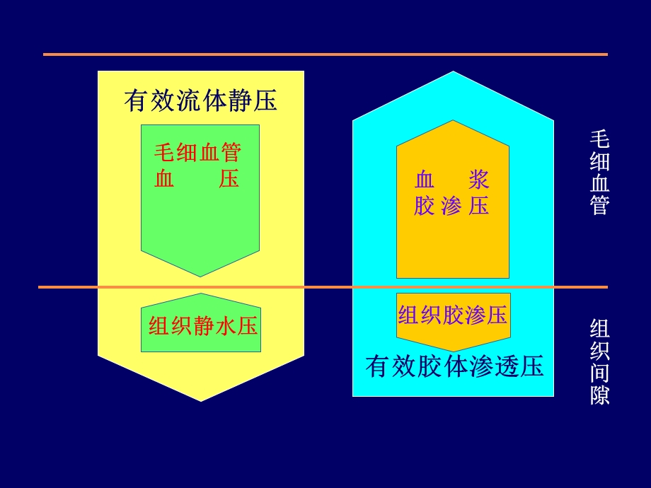 病理生理学——水肿.ppt_第3页