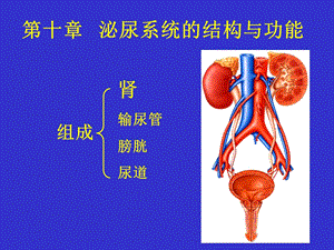 生理学泌尿系统.ppt