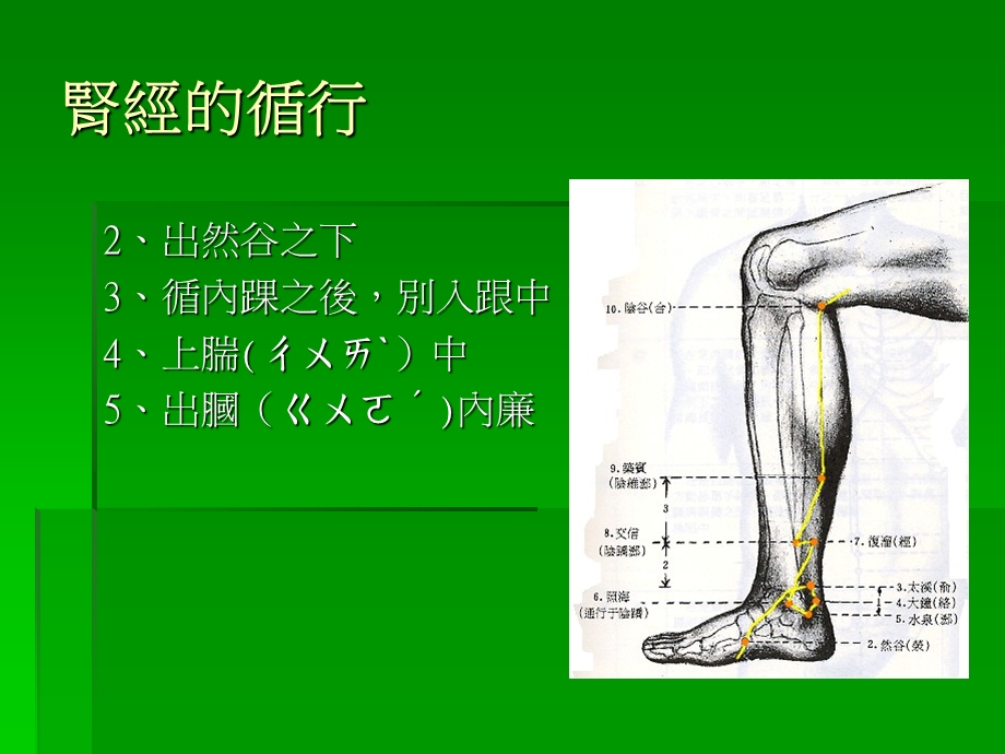 足少阴肾经课件.ppt_第3页