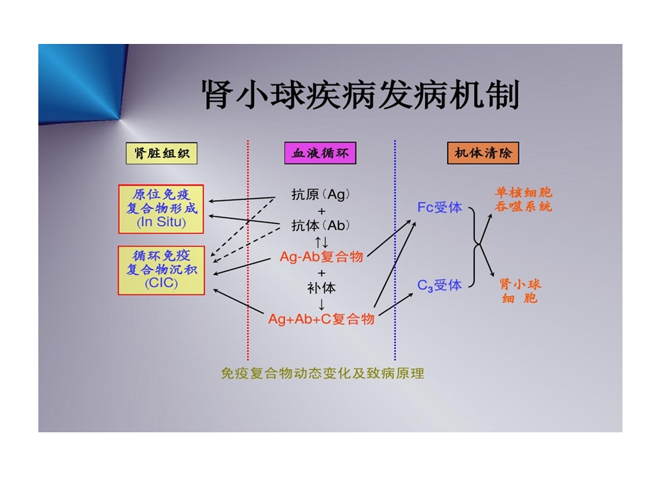 激素和免疫抑制剂在原发性肾小球肾炎中使用课件.ppt_第2页