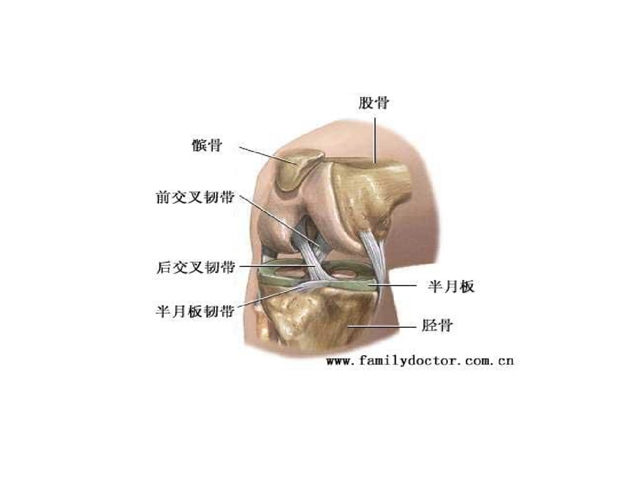 膝关节常见疾病超声检查课件.ppt_第3页