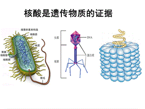 核酸是遗传物质的证据课件.ppt