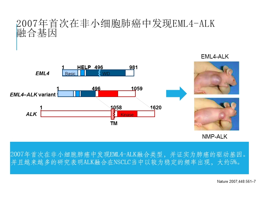 肺癌ALK靶点检测研究进展课件.ppt_第3页