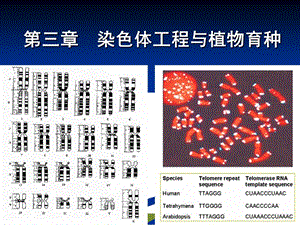 染色体工程与植物育种课件.ppt