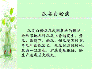 瓜类白粉病-农业植物病理学-ppt课件.ppt