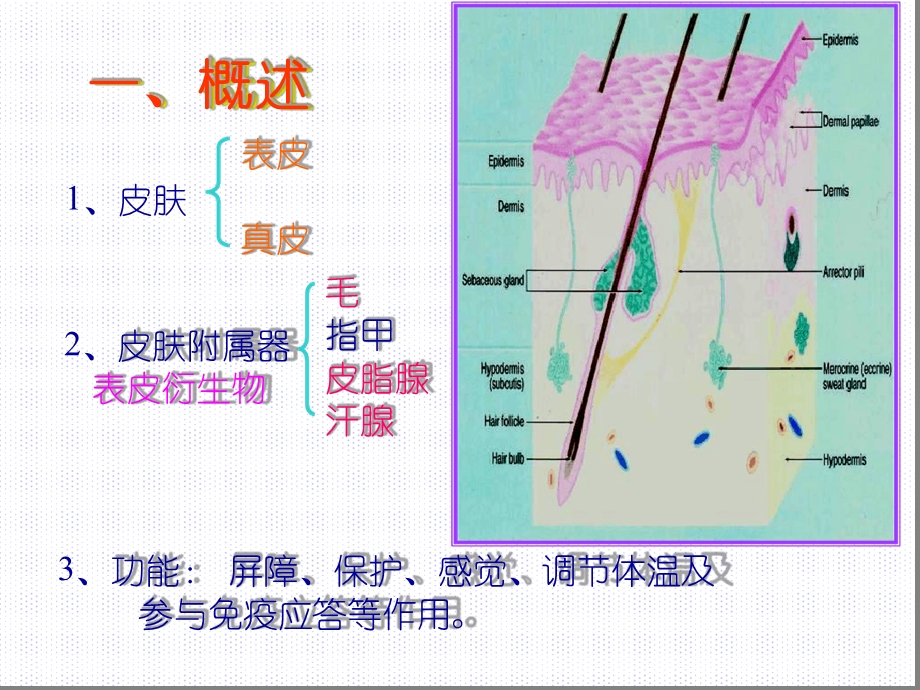 组织学与胚胎学皮肤上课件.ppt_第2页