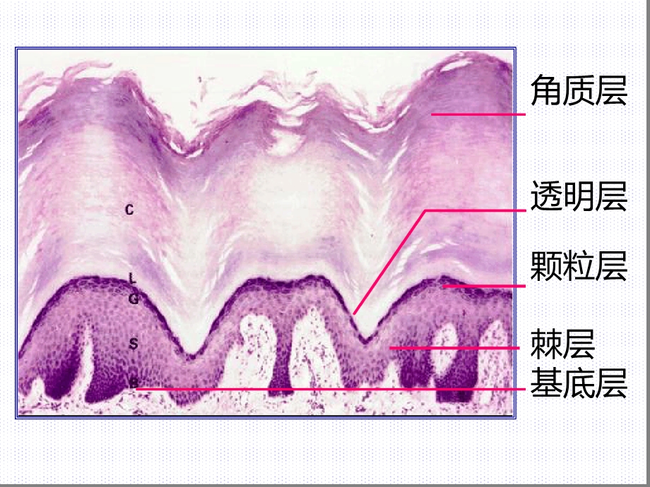 组织学与胚胎学皮肤上课件.ppt_第3页