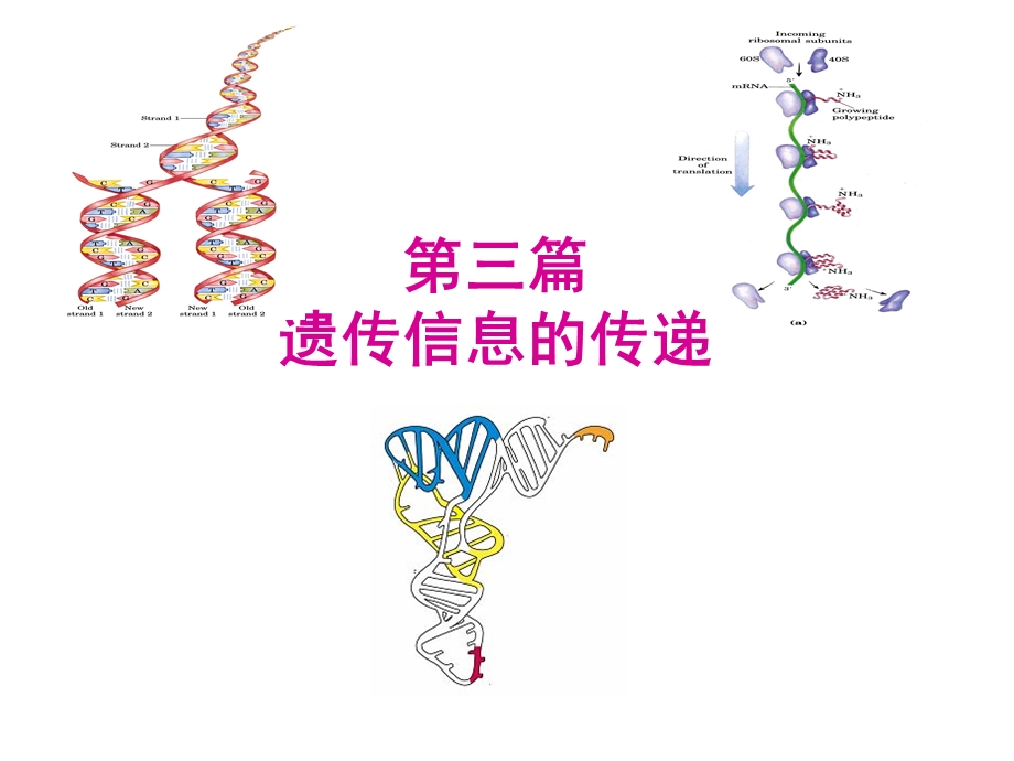 生物化学DNA的生物合成.ppt_第1页