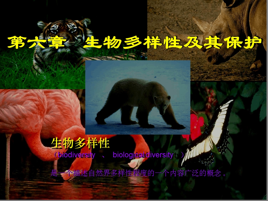 生物多样性及其保护课件.ppt_第1页