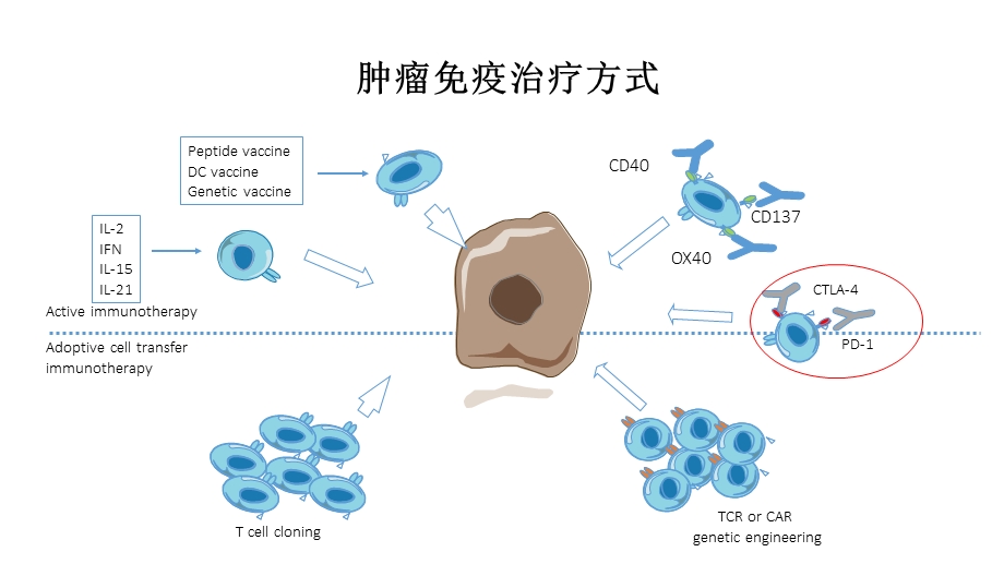 肺癌免疫治疗进展课件.ppt_第3页