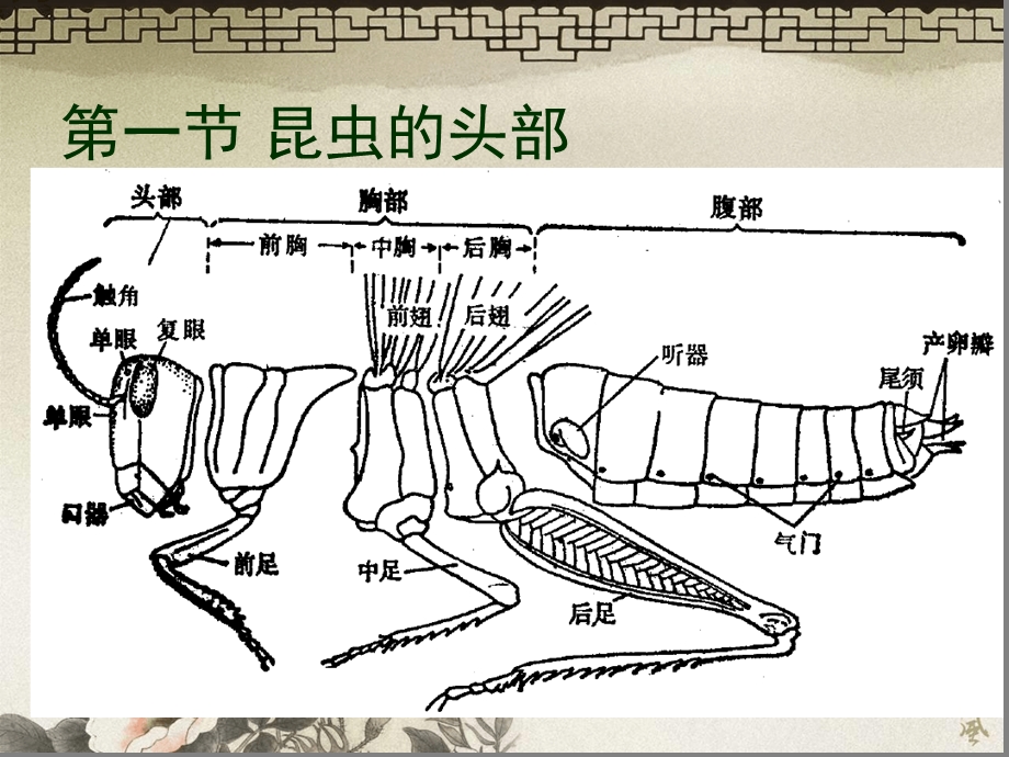 昆虫的身体构造和功能课堂课件.ppt_第2页