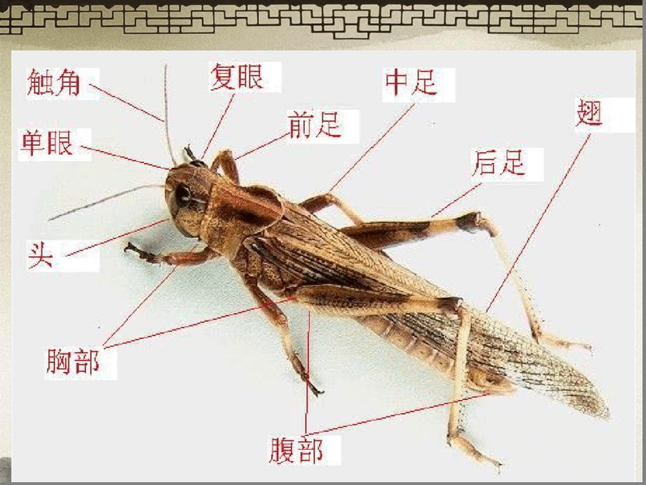 昆虫的身体构造和功能课堂课件.ppt_第3页