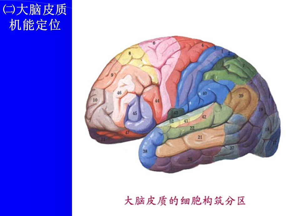 神经解剖-大脑皮质机能定位内部结构课件.ppt_第1页