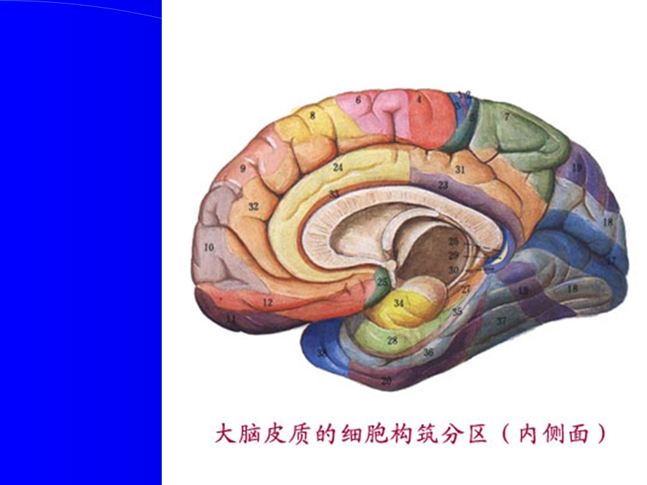 神经解剖-大脑皮质机能定位内部结构课件.ppt_第2页