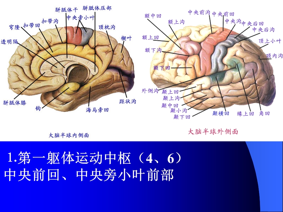 神经解剖-大脑皮质机能定位内部结构课件.ppt_第3页