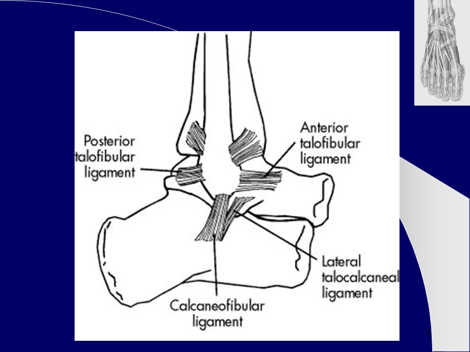踝关节外侧韧带损伤参考ppt课件.ppt_第3页