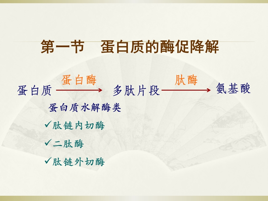 蛋白质的酶促降解氨基酸的分解代谢氨基酸的合课件.ppt_第2页