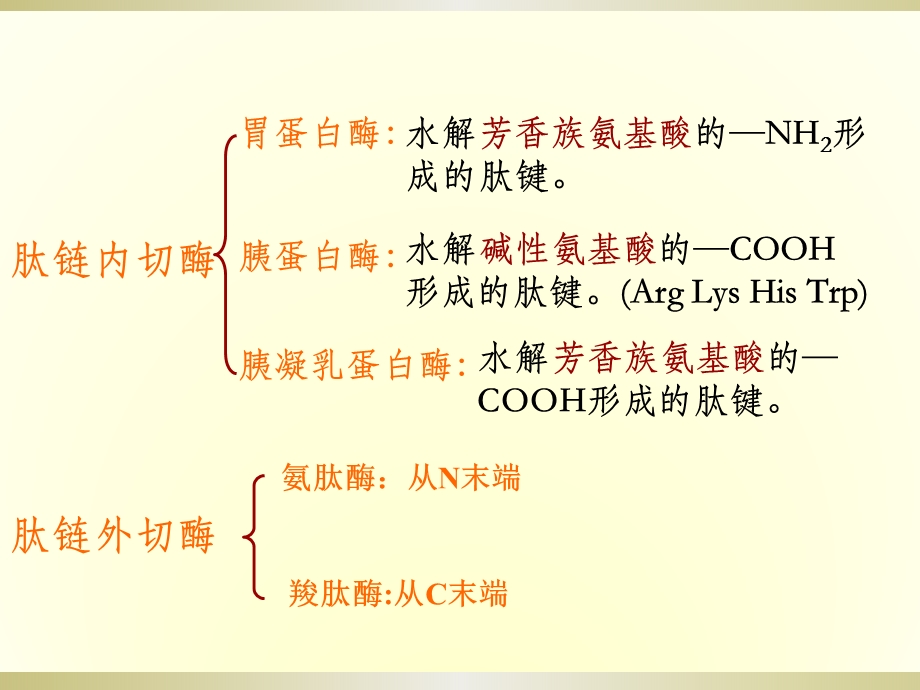 蛋白质的酶促降解氨基酸的分解代谢氨基酸的合课件.ppt_第3页