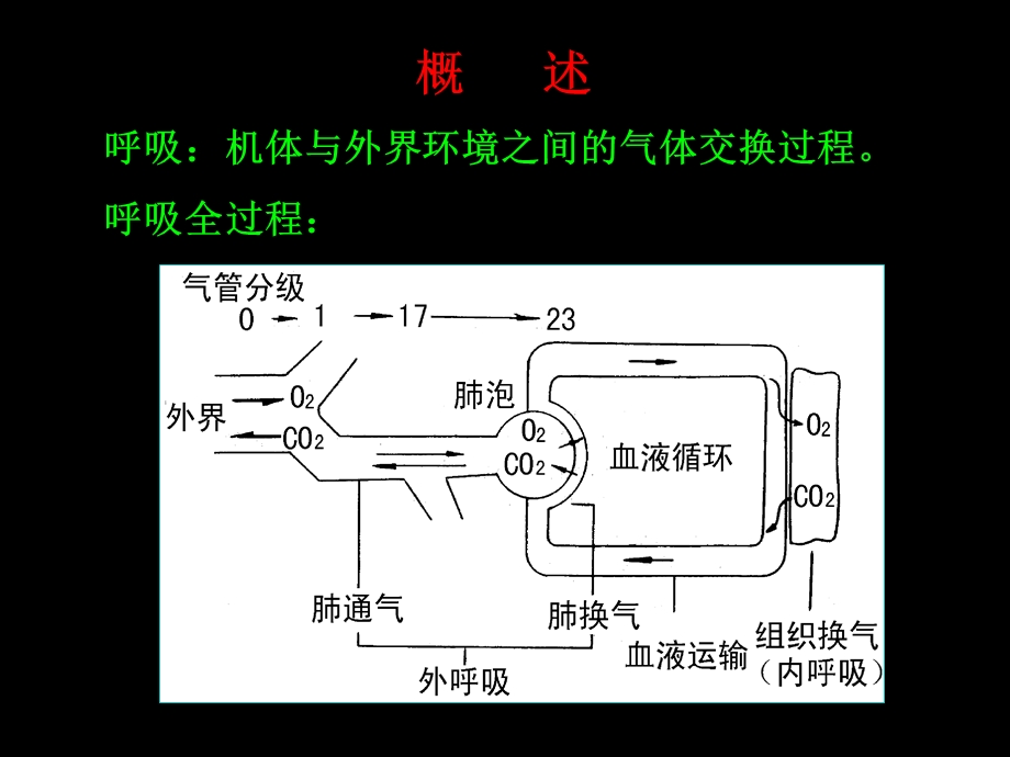 气体在血液中的运输课件.ppt_第2页