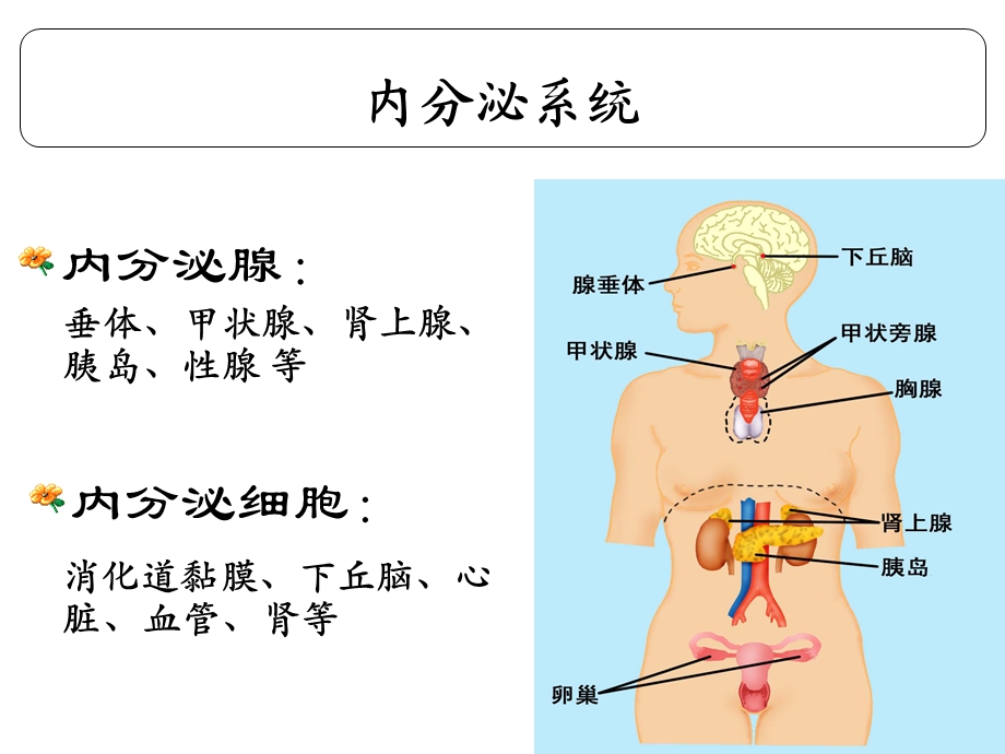 生理学内分泌总结.ppt_第2页