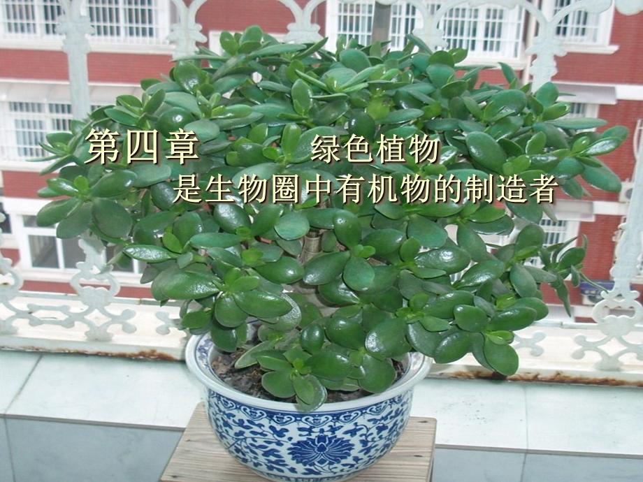 绿色植物通过光合作用制造有机物课件.ppt_第1页