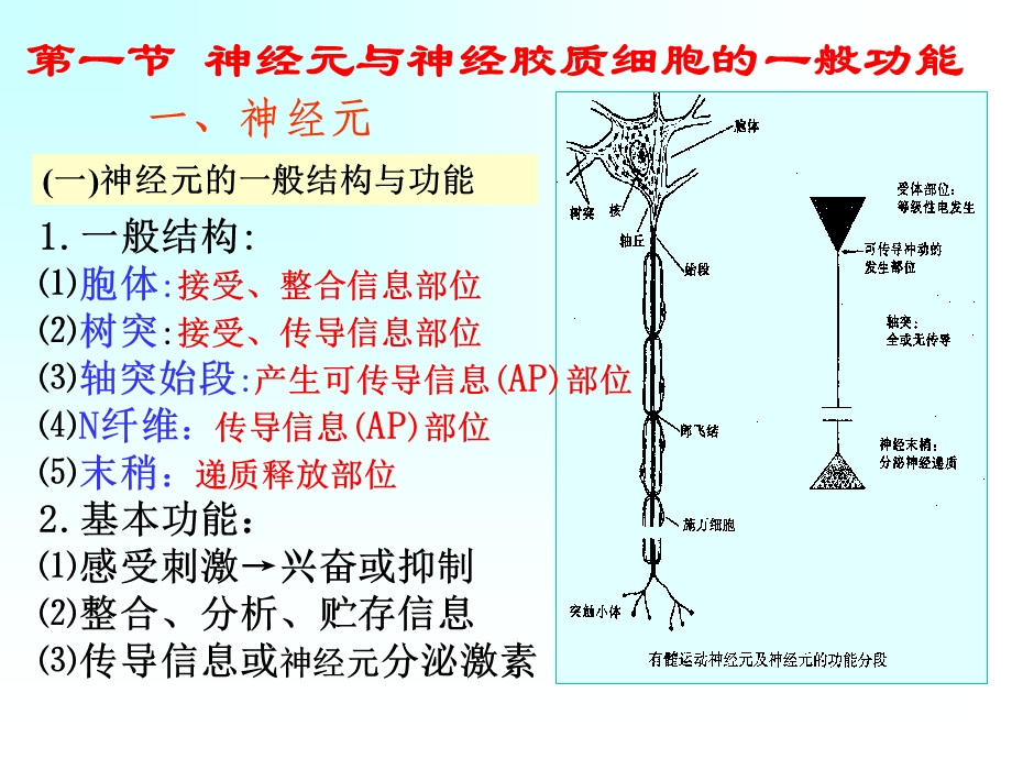 神经系统生理学.ppt_第3页