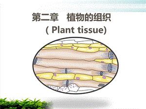 植物的组织概述课件.ppt