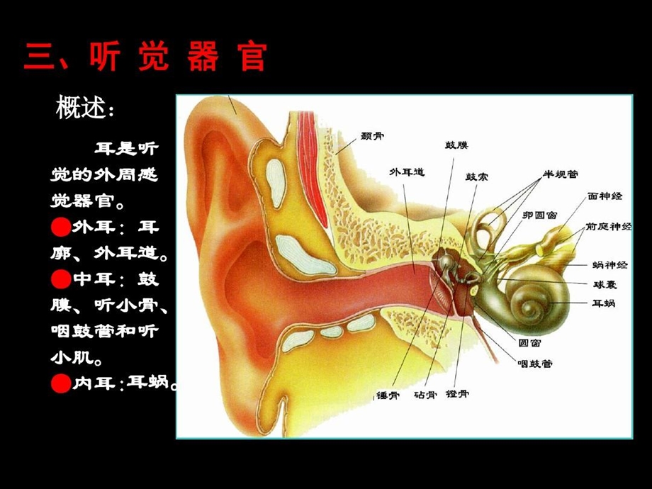 神经系统的感觉功能听觉课件.ppt_第2页